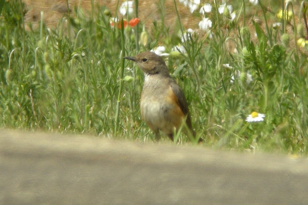 White-throated Robin