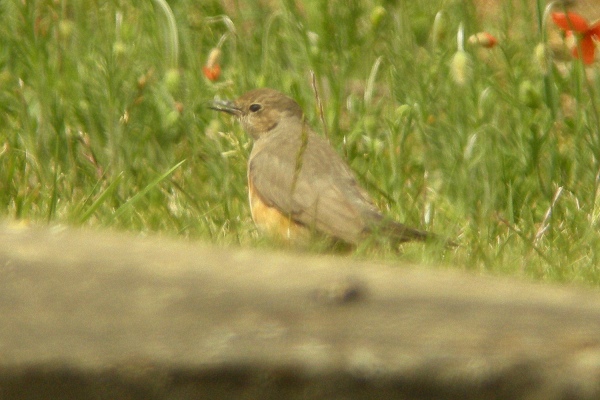 White-throated Robin