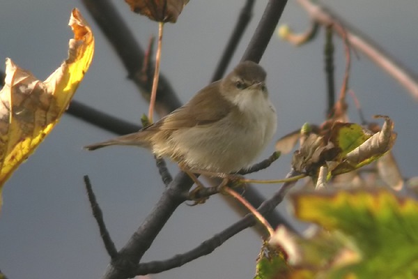 Paddyfield Warbler