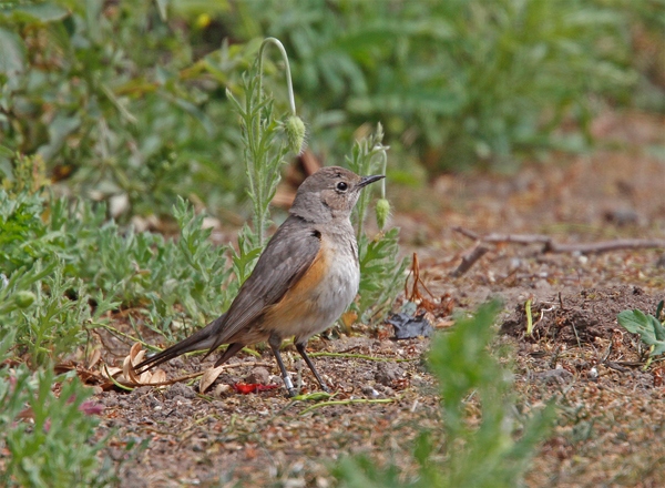White-throated Robin