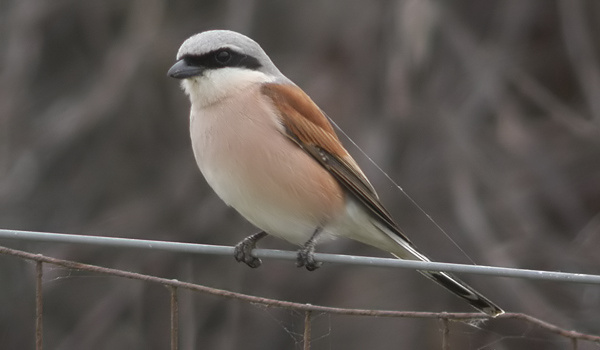 Red-backed Shrike