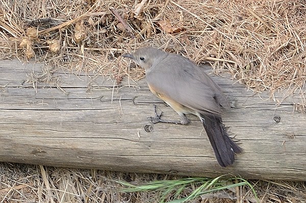 White-throated Robin