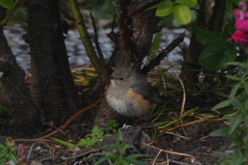 White-throated Robin