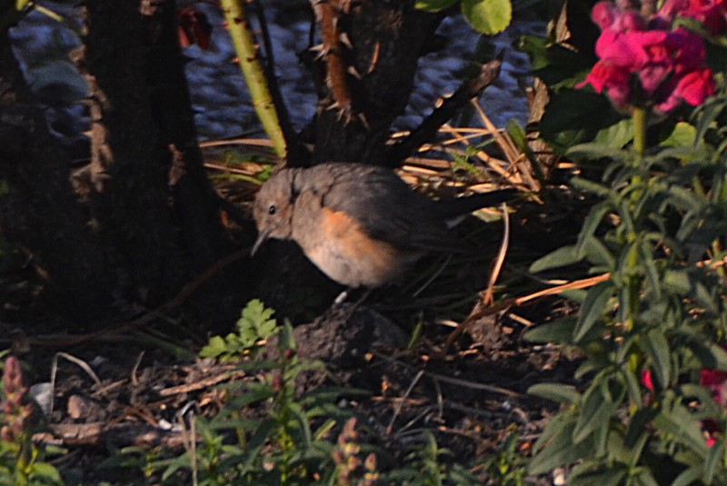 White-throated Robin