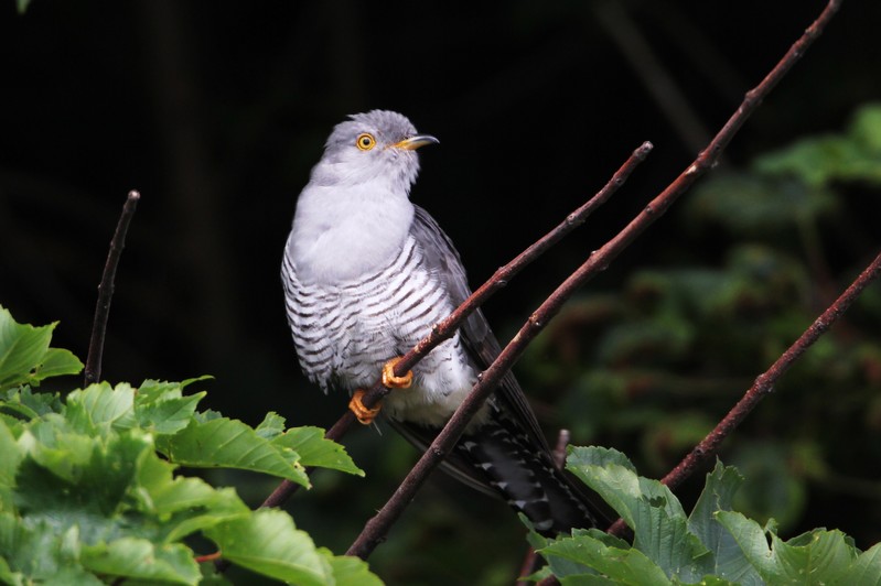 Cuckoo