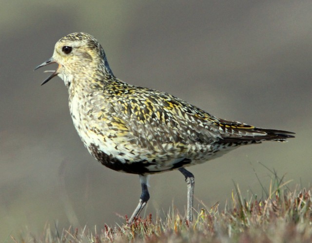 Golden Plover