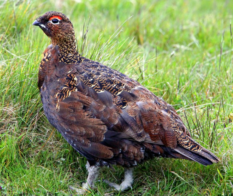 Red Grouse
