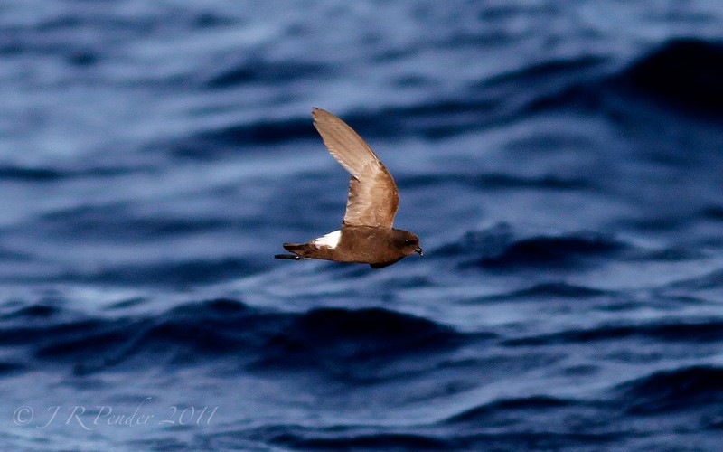 Wilson's Petrel