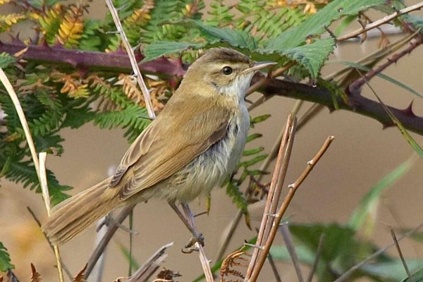Paddyfield Warbler