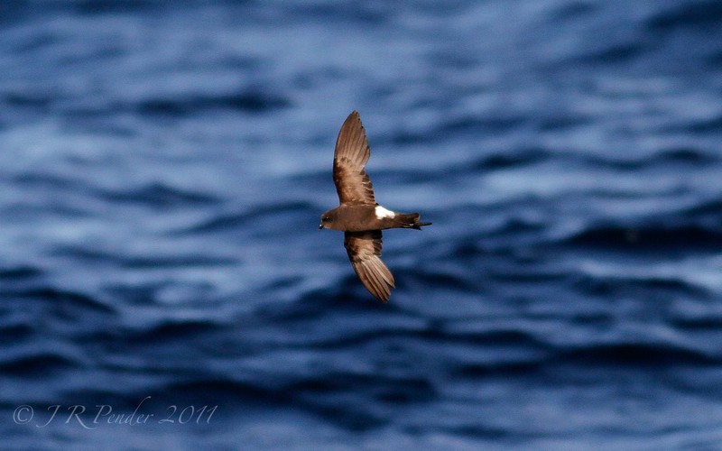 Wilson's Petrel