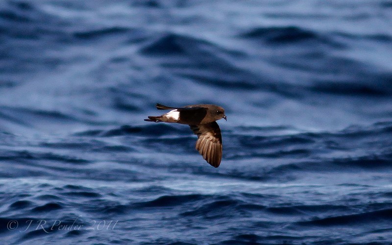 Wilson's Petrel