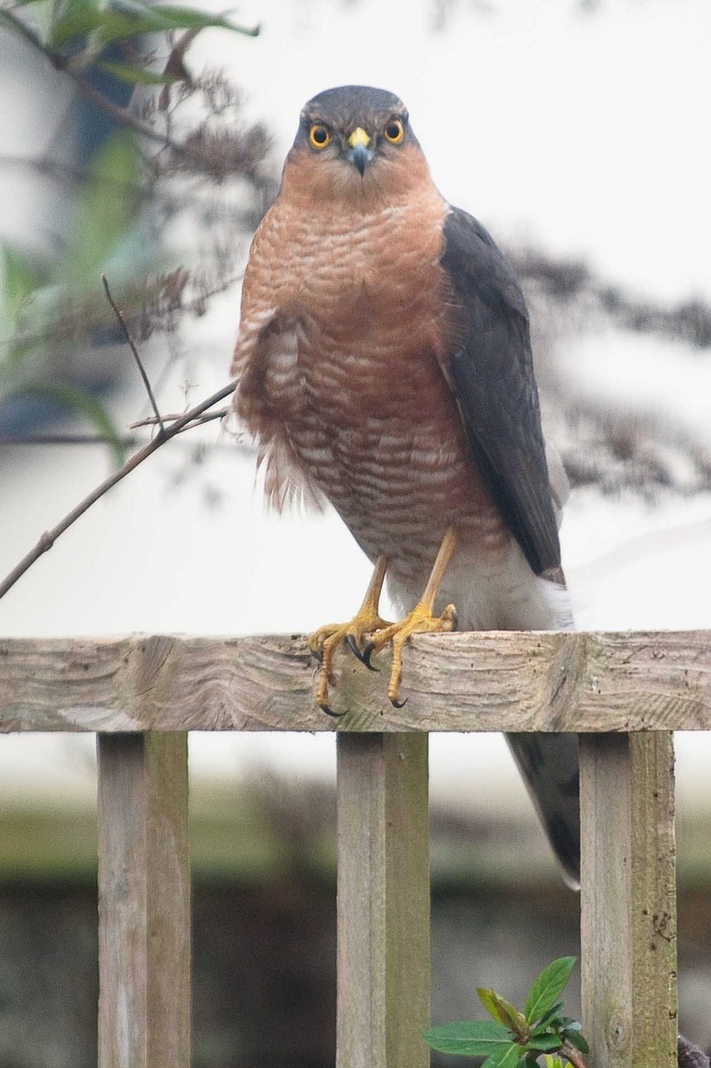 Sparrowhawk
