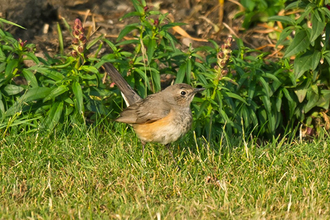 White-throated Robin