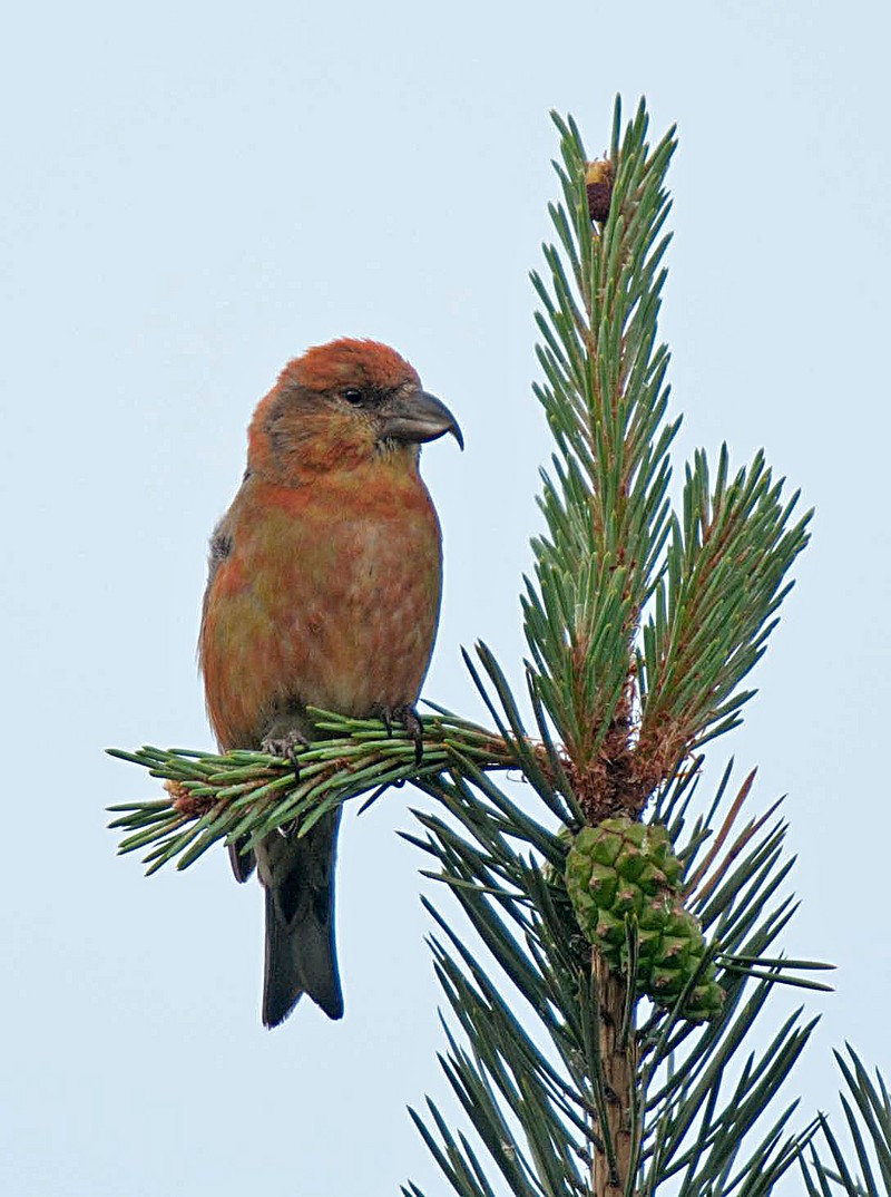 Common Crossbill
