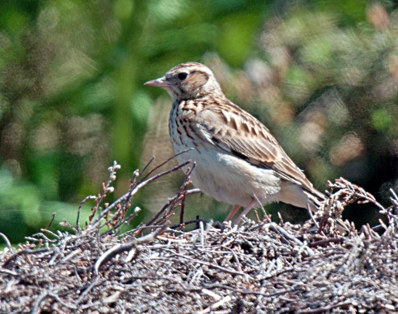 Woodlark