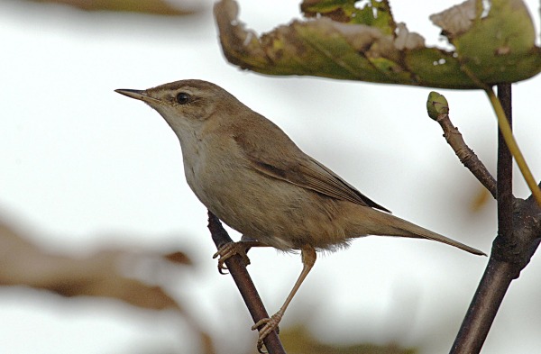 Paddyfield Warbler