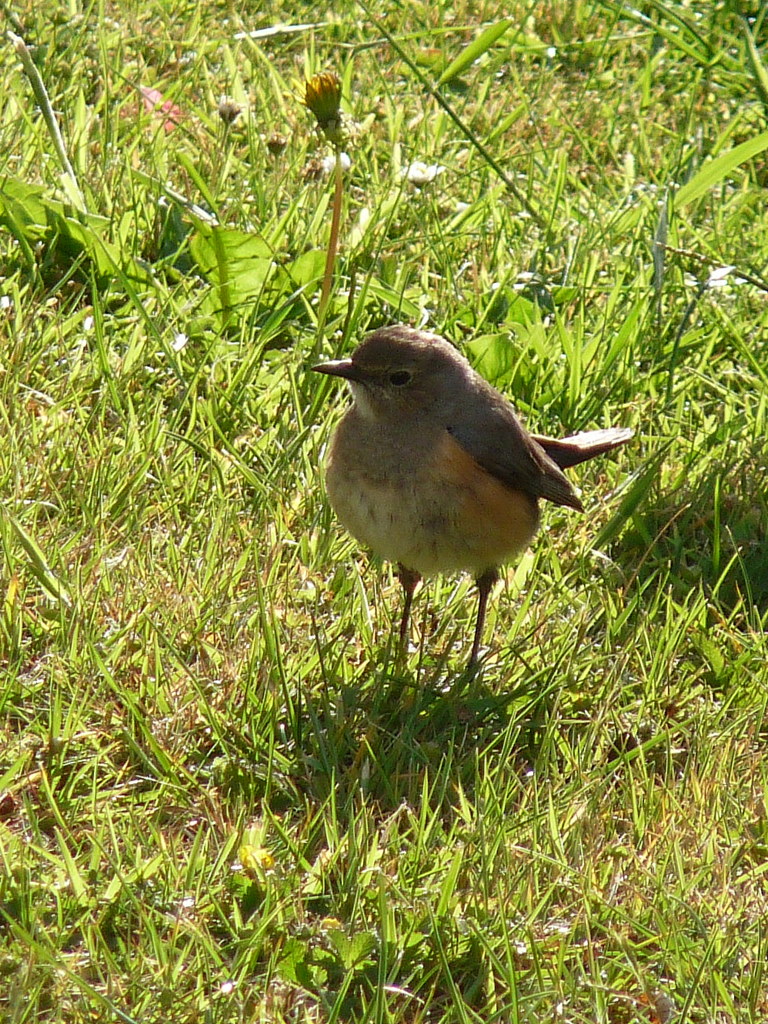 White-throated Robin