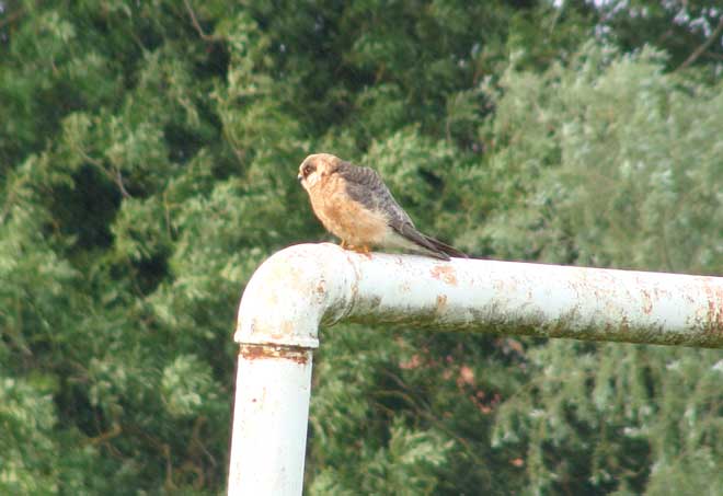Red-footed Falcon