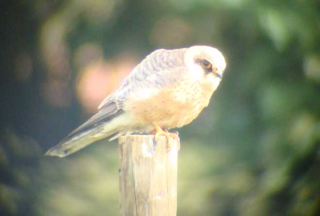 Red-footed Falcon