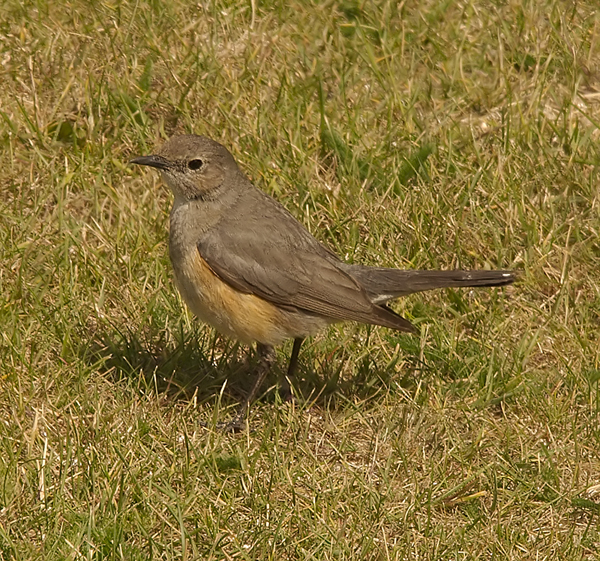 White-throated Robin