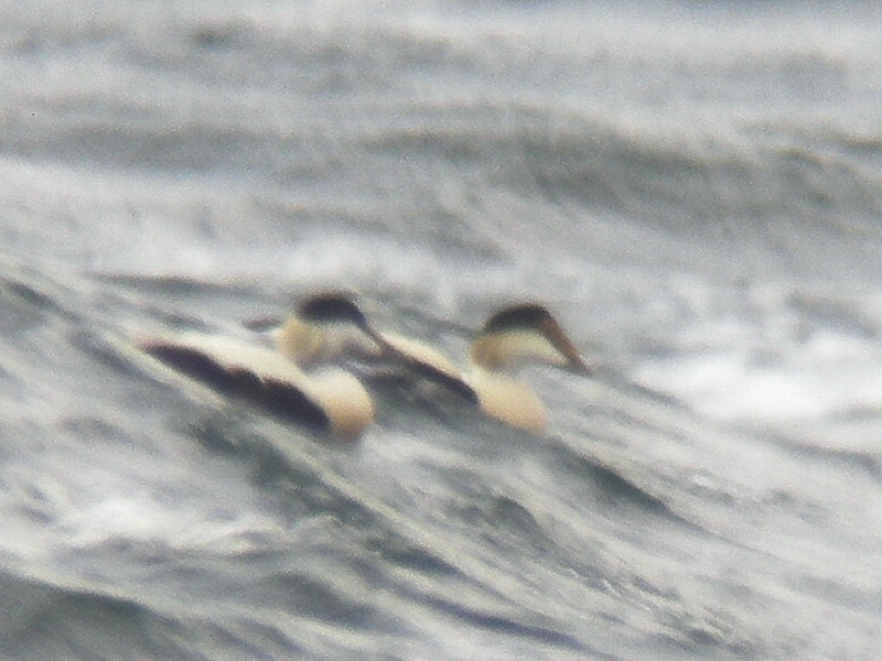 American Eider
