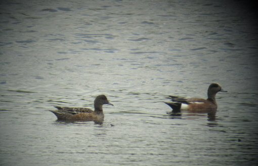American Wigeon