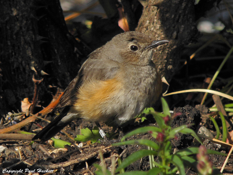 White-throated Robin