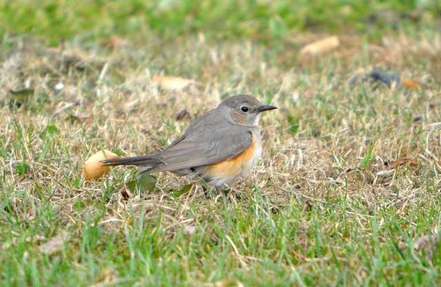 White-throated Robin