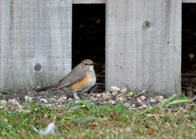 White-throated Robin