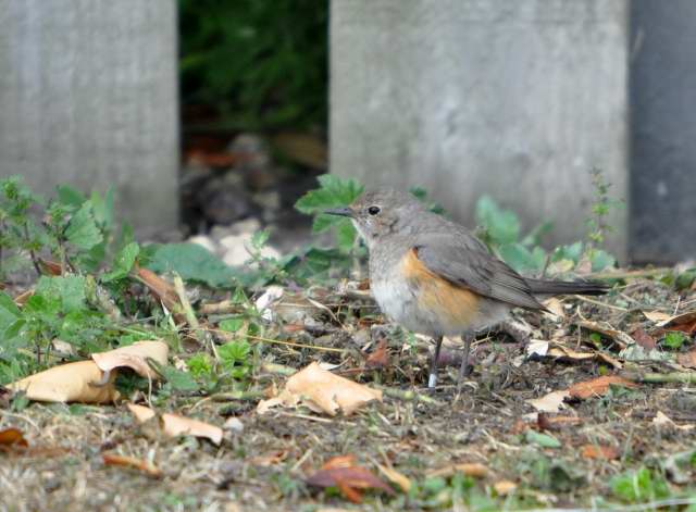 White-throated Robin