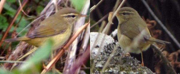 Radde's Warbler
