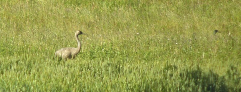 Common Crane