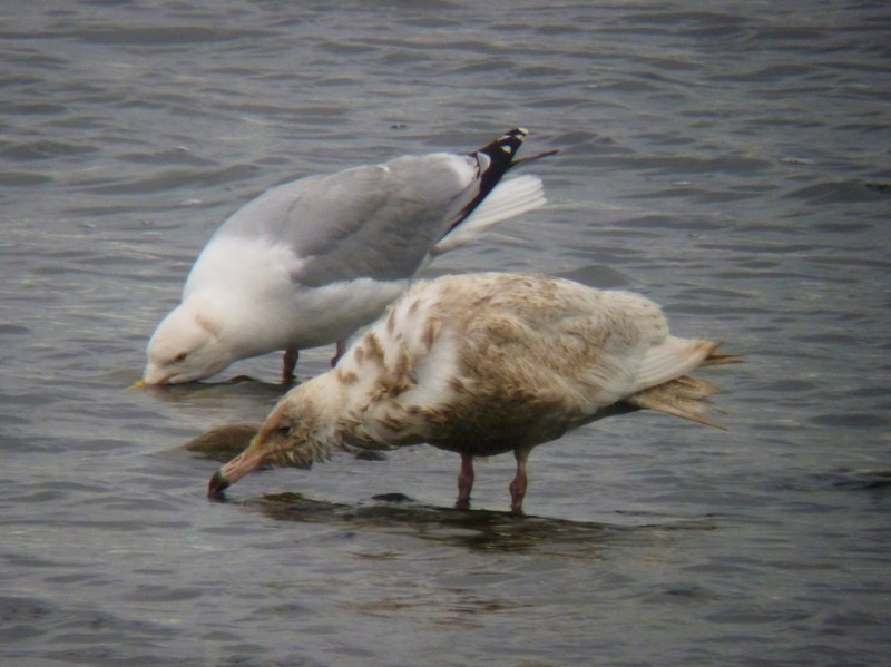 Glaucous Gull
