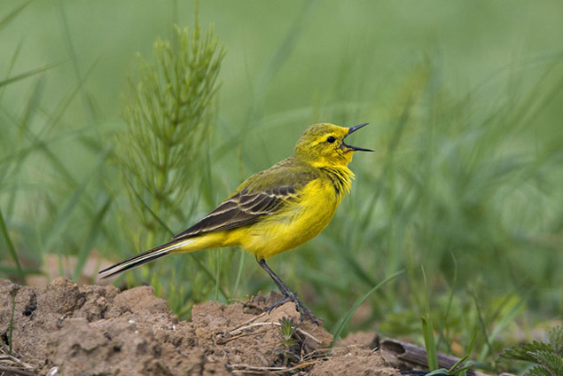 Yellow Wagtail