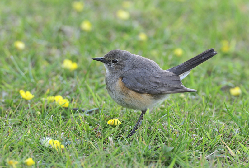 White-throated Robin