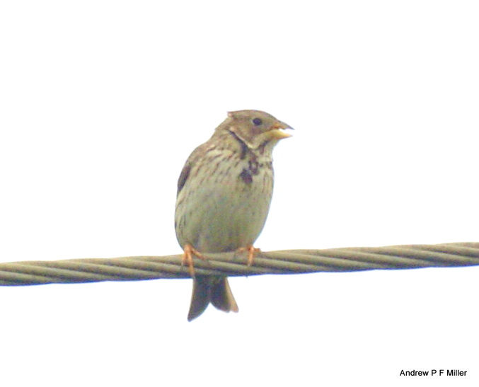 Corn Bunting