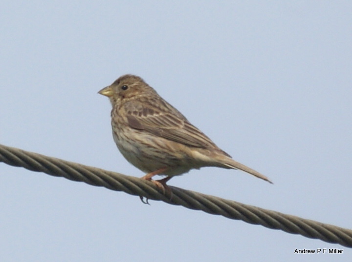 Corn Bunting