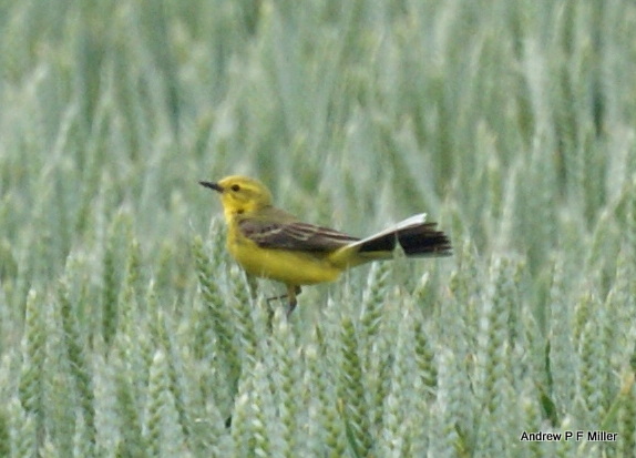Yellow Wagtail