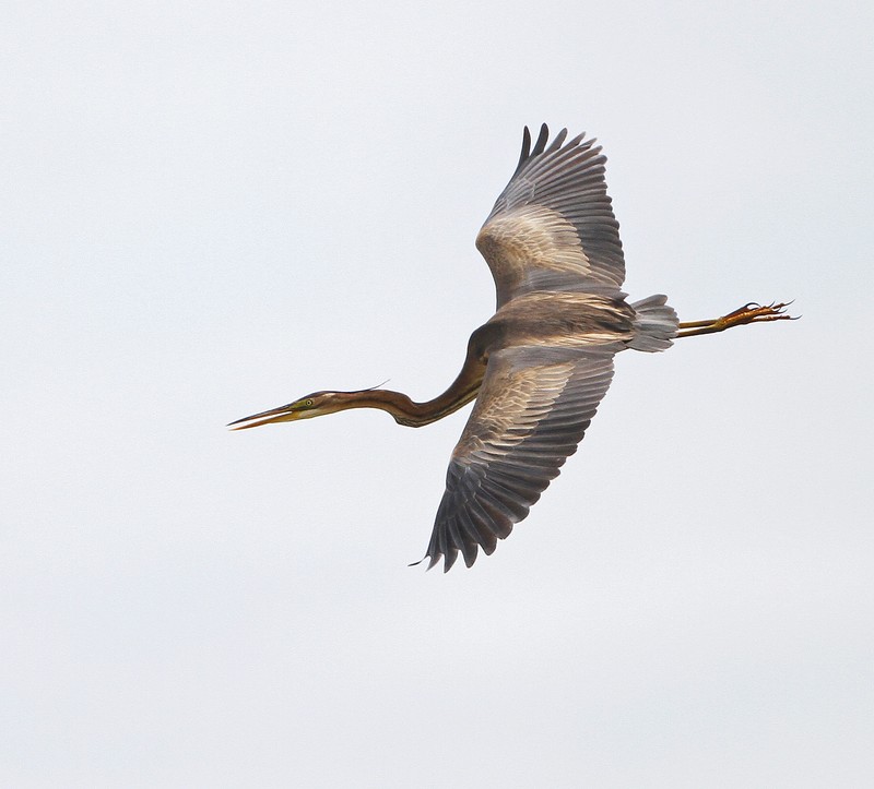 Purple Heron