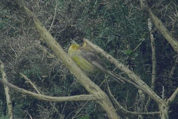 Black-headed Bunting