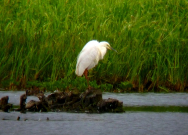 Great White Egret