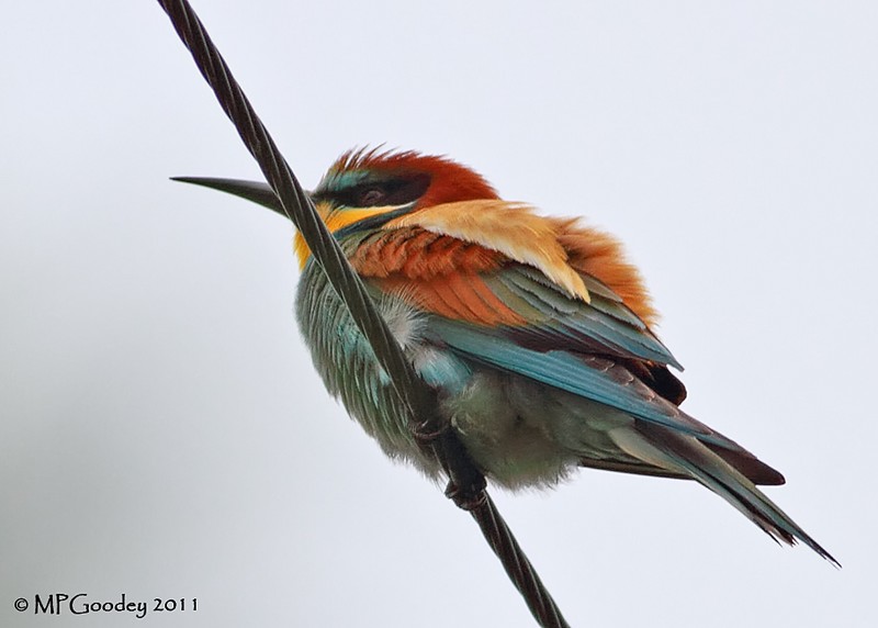 Bee-eater
