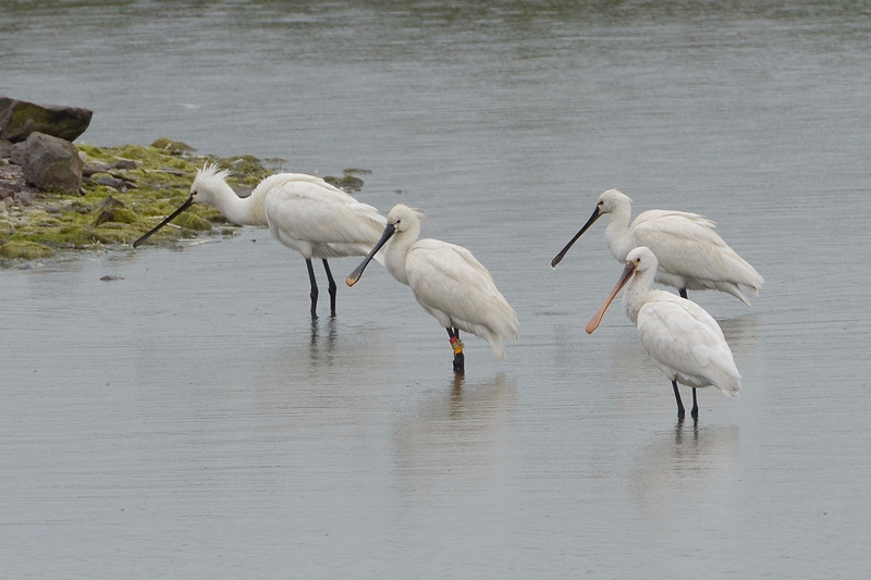 Spoonbill