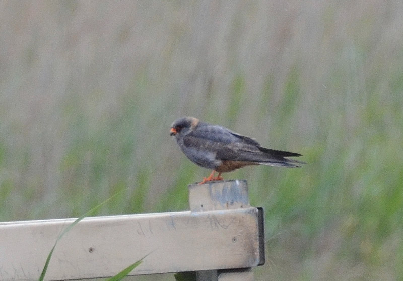 Red-footed Falcon
