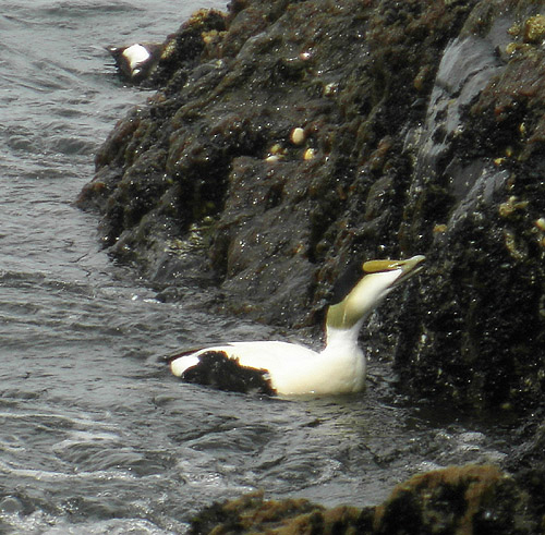 Eider