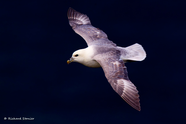 Fulmar