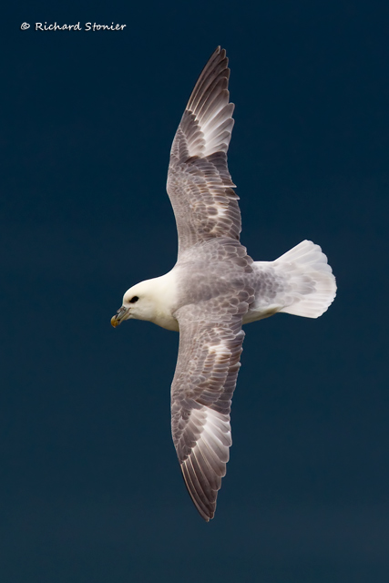 Fulmar