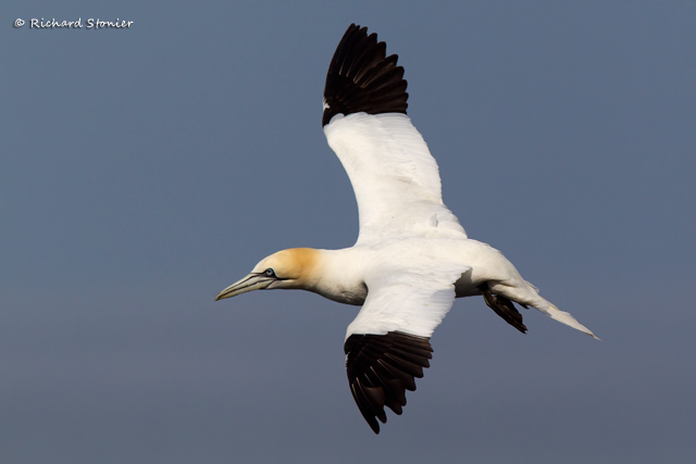 Gannet