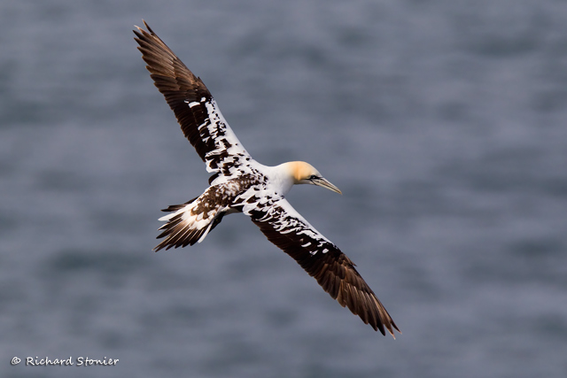 Gannet