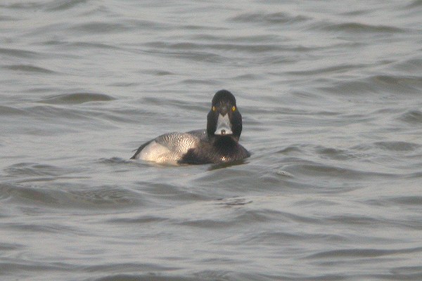 Lesser Scaup